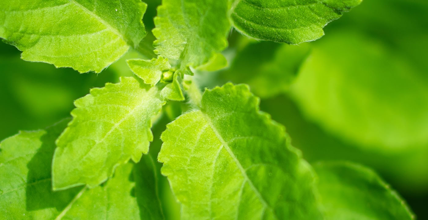 Demystifying Adaptogens: Nature's Answer to Stress and Fatigue